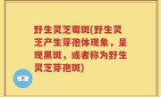 野生灵芝霉斑(野生灵芝产生芽孢体现象，呈现黑斑，或者称为野生灵芝芽孢斑)
