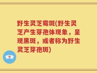 野生灵芝霉斑(野生灵芝产生芽孢体现象，呈现黑斑，或者称为野生灵芝芽孢斑)