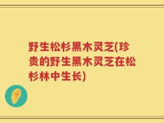野生松杉黑木灵芝(珍贵的野生黑木灵芝在松杉林中生长)