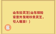 山东捡灵芝(山东探险家意外发现珍贵灵芝，引人瞩目！)