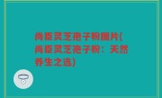 尚臣灵芝孢子粉图片(尚臣灵芝孢子粉：天然养生之选)