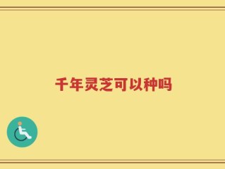 千年灵芝可以种吗