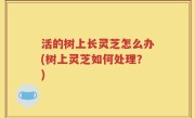 活的树上长灵芝怎么办(树上灵芝如何处理？)