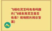 飞蛾吃灵芝吗有毒吗图片(飞蛾食用灵芝是否有毒？现场照片揭示答案)