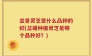 盆景灵芝是什么品种的好(盆栽种植灵芝是哪个品种好？)