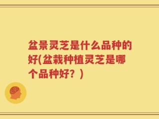 盆景灵芝是什么品种的好(盆栽种植灵芝是哪个品种好？)