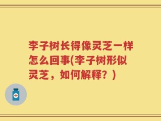 李子树长得像灵芝一样怎么回事(李子树形似灵芝，如何解释？)