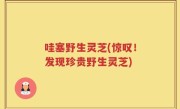 哇塞野生灵芝(惊叹！发现珍贵野生灵芝)