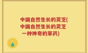 中国自然生长的灵芝(中国自然生长的灵芝  一种神奇的草药)