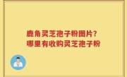 鹿角灵芝孢子粉图片？哪里有收购灵芝孢子粉