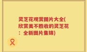 灵芝花观赏图片大全(欣赏美不胜收的灵芝花：全新图片集锦)