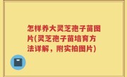 怎样养大灵芝孢子苗图片(灵芝孢子苗培育方法详解，附实拍图片)