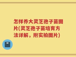 怎样养大灵芝孢子苗图片(灵芝孢子苗培育方法详解，附实拍图片)