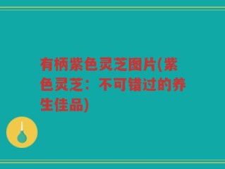 有柄紫色灵芝图片(紫色灵芝：不可错过的养生佳品)