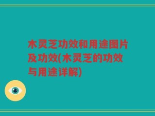 木灵芝功效和用途图片及功效(木灵芝的功效与用途详解)
