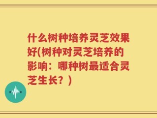 什么树种培养灵芝效果好(树种对灵芝培养的影响：哪种树最适合灵芝生长？)