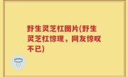 野生灵芝杠图片(野生灵芝杠惊现，网友惊叹不已)