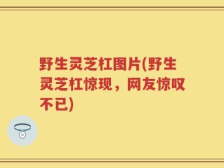 野生灵芝杠图片(野生灵芝杠惊现，网友惊叹不已)