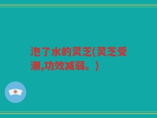 泡了水的灵芝(灵芝受潮,功效减弱。)