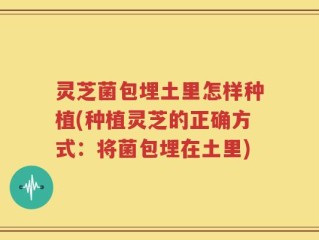 灵芝菌包埋土里怎样种植(种植灵芝的正确方式：将菌包埋在土里)