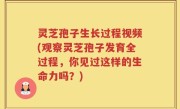 灵芝孢子生长过程视频(观察灵芝孢子发育全过程，你见过这样的生命力吗？)