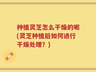 种植灵芝怎么干燥的呢(灵芝种植后如何进行干燥处理？)