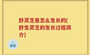 野灵芝是怎么生长的(野生灵芝的生长过程简介)