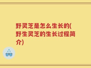 野灵芝是怎么生长的(野生灵芝的生长过程简介)