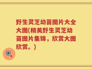 野生灵芝幼苗图片大全大图(精美野生灵芝幼苗图片集锦，欣赏大图欣赏。)