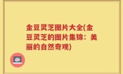 金豆灵芝图片大全(金豆灵芝的图片集锦：美丽的自然奇观)
