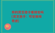 养的灵芝孢子看得见吗(灵芝孢子：可见微观奇迹)