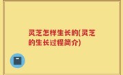 灵芝怎样生长的(灵芝的生长过程简介)
