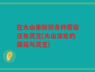 在大山里踩到各种蘑菇还有灵芝(大山深处的蘑菇与灵芝)