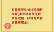 家养灵芝生长过程图片视频(家中观察灵芝成长全过程，欣赏奇妙自然生命展示!)