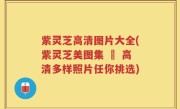 紫灵芝高清图片大全(紫灵芝美图集 – 高清多样照片任你挑选)