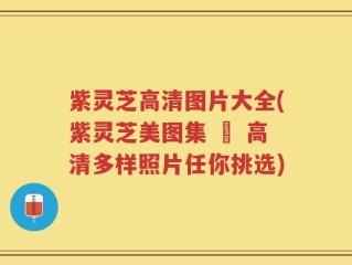 紫灵芝高清图片大全(紫灵芝美图集 – 高清多样照片任你挑选)