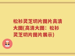 松衫灵芝切片图片高清大图(高清大图：松衫灵芝切片图片展示)