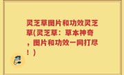 灵芝草图片和功效灵芝草(灵芝草：草本神奇，图片和功效一网打尽！)