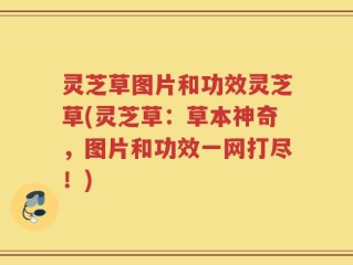 灵芝草图片和功效灵芝草(灵芝草：草本神奇，图片和功效一网打尽！)