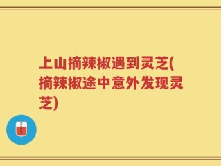 上山摘辣椒遇到灵芝(摘辣椒途中意外发现灵芝)