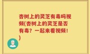 杏树上的灵芝有毒吗视频(杏树上的灵芝是否有毒？一起来看视频！)
