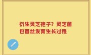 衍生灵芝孢子？灵芝菌包菌丝发育生长过程