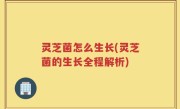 灵芝菌怎么生长(灵芝菌的生长全程解析)