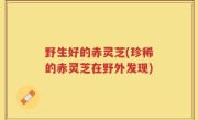 野生好的赤灵芝(珍稀的赤灵芝在野外发现)