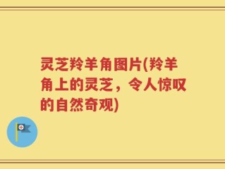 灵芝羚羊角图片(羚羊角上的灵芝，令人惊叹的自然奇观)