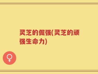 灵芝的倔强(灵芝的顽强生命力)