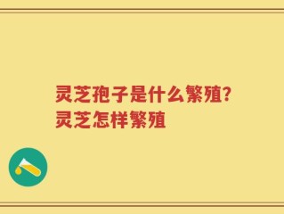 灵芝孢子是什么繁殖？灵芝怎样繁殖