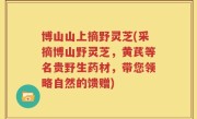 博山山上摘野灵芝(采摘博山野灵芝，黄芪等名贵野生药材，带您领略自然的馈赠)