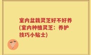 室内盆栽灵芝好不好养(室内种植灵芝：养护技巧小贴士)