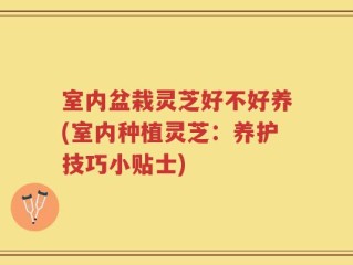 室内盆栽灵芝好不好养(室内种植灵芝：养护技巧小贴士)
